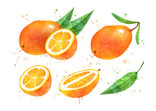 Watercolor vector illustration of Kumquat fruit Watercolor vector hand drawn illustration of Kumquat fruit whole and slices. With paint splashes. kumquat stock illustrations