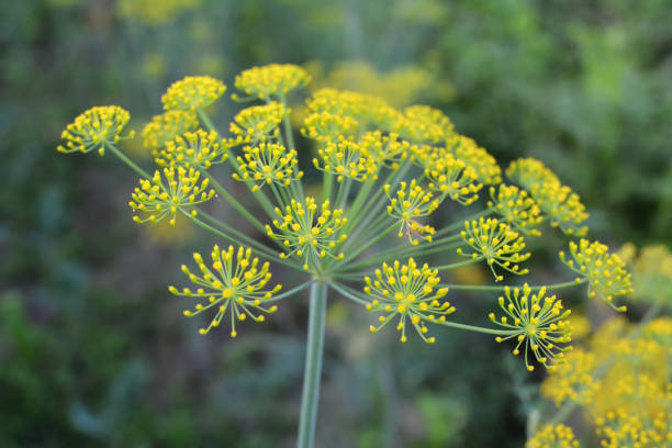 istock Dill (Anethum graveolens) grows in the garden 1412017219