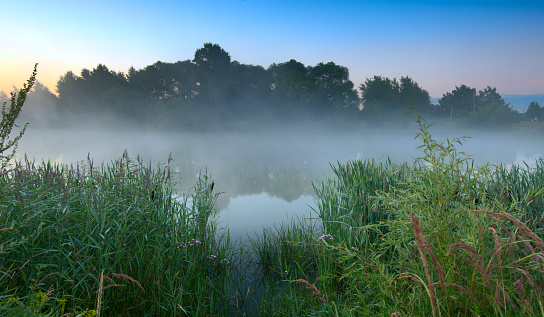 The edge of a misty lake with reed and wild flowers in wetland in sunlight at sunrise in summer, Almere, Flevoland, The Netherlands, August 25, 2021