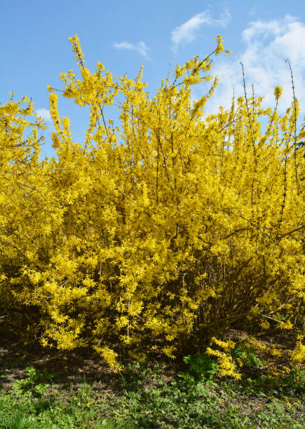 istock Forsythia blooms in nature. 1412019008