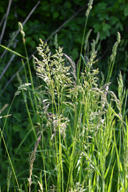 istock Poa grows in the meadow among wild grasses. 1412019010