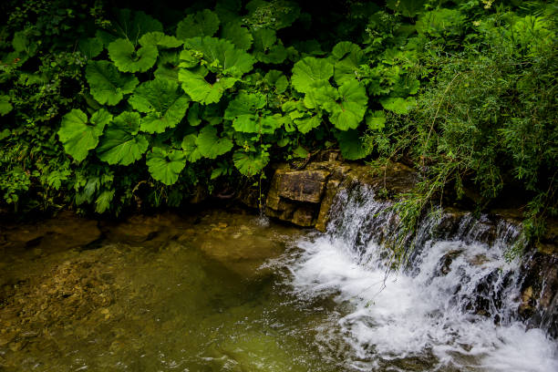 close-up of a small waterfall of forest river in Ukrainian Carpathian