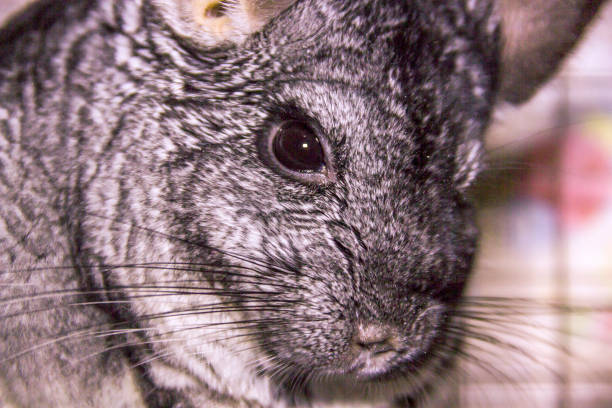 istock a grey chinchilla portrait 1412019769