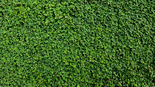 Vegetative background from leaves and plants. Green vegetation backdrop.