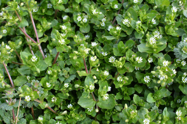 istock In the spring, Stellaria media grows in nature 1412020515