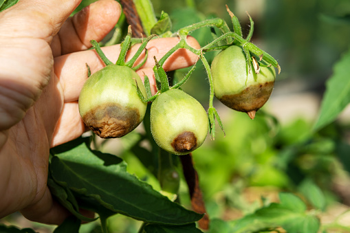 Hand farmer plucks eggplant