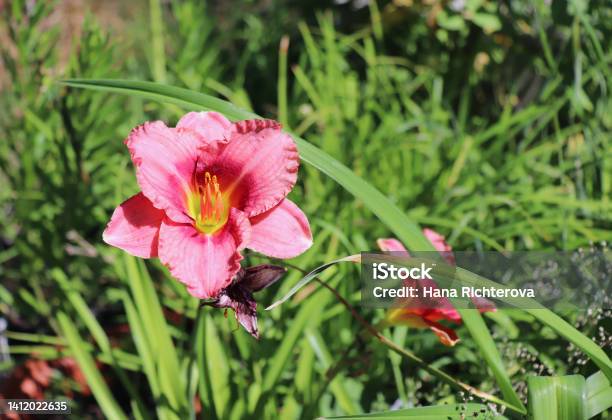 Siloam Grace Stamile Luxury Flower Daylily In The Garden Closeup The Daylily Is A Flowering Plant In The Genus Hemerocallis Edible Flower Stock Photo - Download Image Now