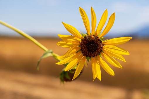 Sunflower in a field near Siena, Italy in Tuscany