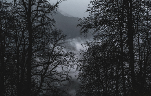 Misty spooky forest in the evening