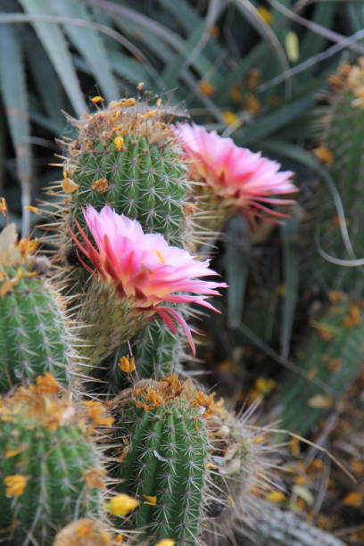 istock Pink Flowers on Hedgehog Cacti 1412024601