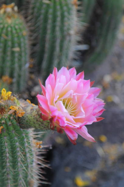 gros plan de la fleur de cactus rose hérisson - cactus hedgehog cactus close up macro photos et images de collection