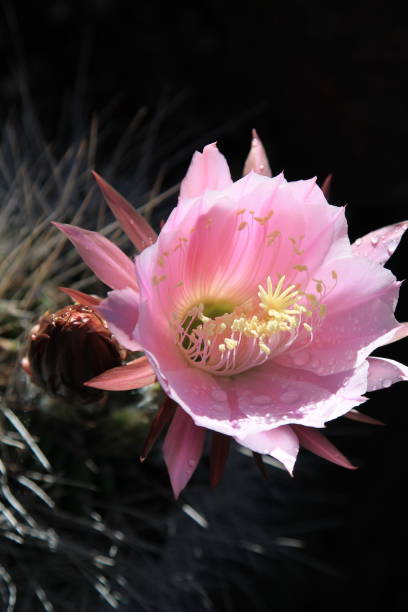 gros plan de la fleur de cactus hérisson - cactus hedgehog cactus close up macro photos et images de collection