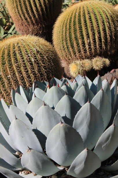 istock An Agave in Front of Barrel Cacti 1412024635