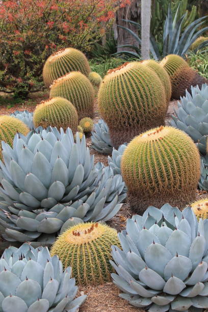 istock A Mix of Colors and Textures Via Plants 1412024665