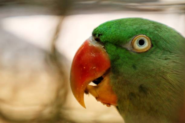 istock Birds and animals in the jungle 1412024675