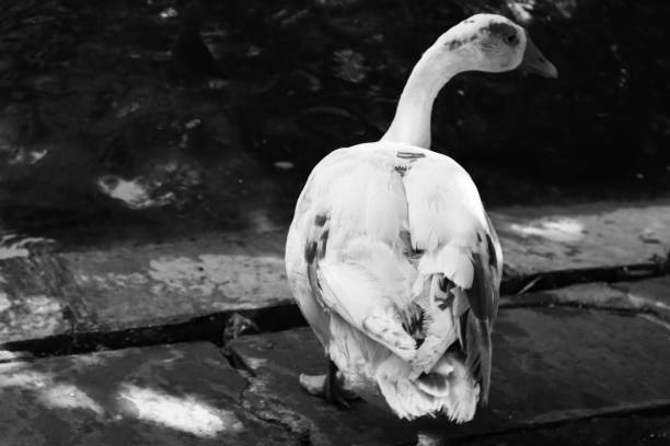 istock Birds and animals in the jungle 1412024995