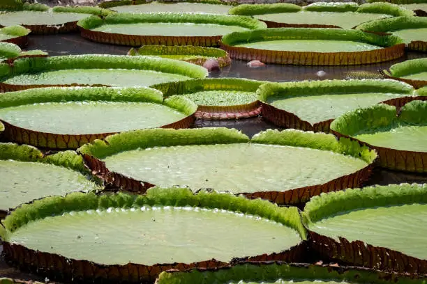 victoria water lily leaves all over the river