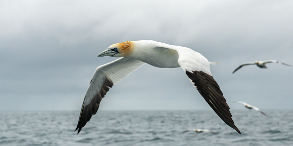 Northern gannet in flight and diving. Morus bassanus.