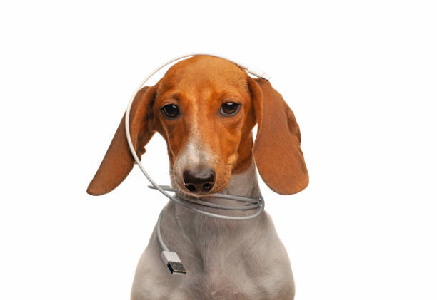 istock image of dachshund dog portrait usb lightning charge cable white background 1412026172