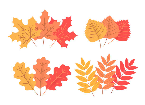 Three colored sprigs of rowan on a white background Set of colorful autumn tree leaves. Maple, birch, oak, rowan. Beautiful leaf for design and decoration. Botanical object. Beauty in nature. Flat vector illustration isolated on white background october clipart stock illustrations