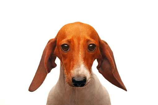 image of dachshund dog portrait white background studio