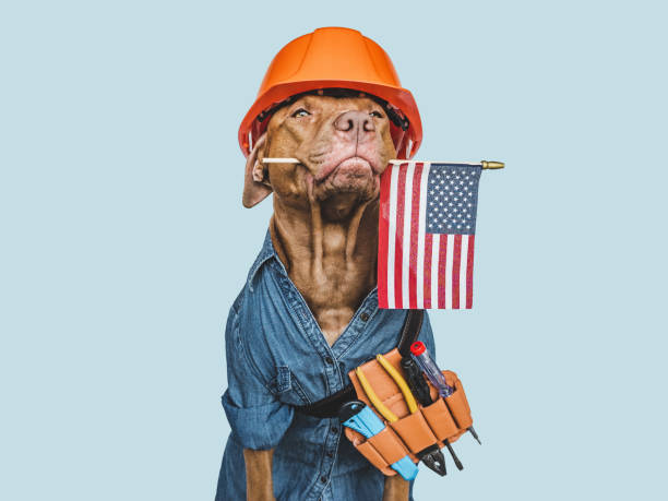 istock LABOR DAY. Lovable brown puppy and hand tools 1412026389
