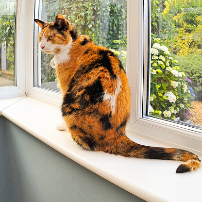 Beautiful Calico cat sits on window sill indoors but wanting to be outdoors.