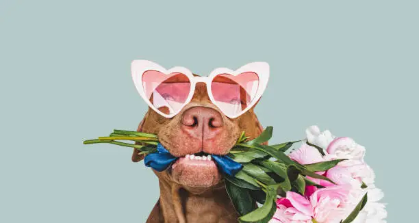 Photo of Lovable, pretty brown puppy and bright flowers