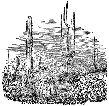 A desert landscape with various genuses of cacti. Vintage etching circa 19th century. From left to right; Prickly Pear cactus (Opuntia), Torch cactus (Cereus), Melon cactus (Melocactus), Saguaro (Carnegiea gigantea), Orchid cactus (Epiphyllum).