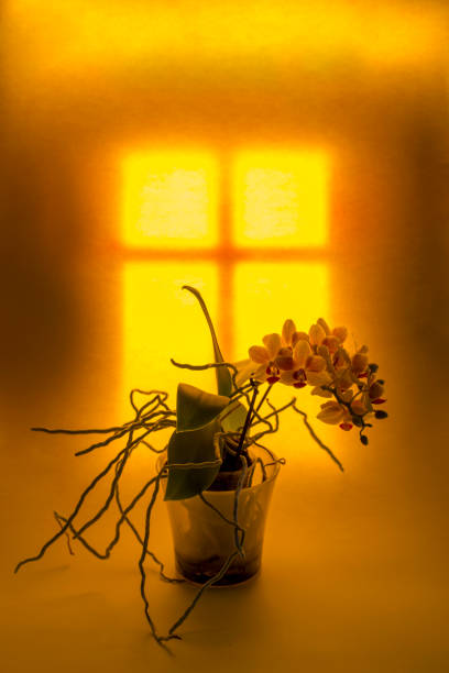 Orchids in pots, on the windowsill.