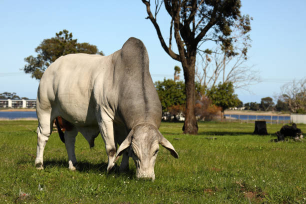 A Brahman bull facing the camera while grazing on a sunny day near Somerset West, Western Cape, South Africa.