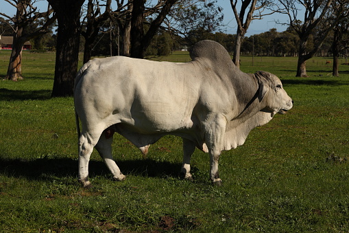 A Brahman bull standing sideways to the camera, facing into the sun, near Somerset West, Western Cape, South Africa.