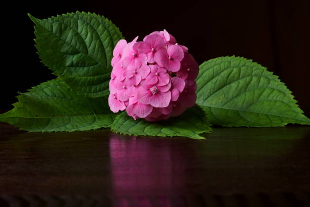 istock Beautiful background with pink hydrangea flower 1412031651