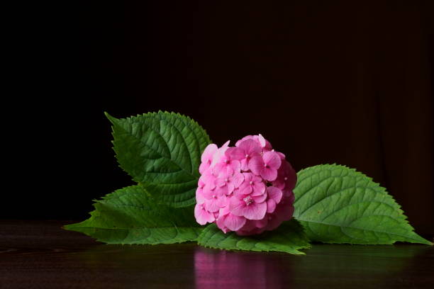istock Beautiful background with pink hydrangea flower 1412031660