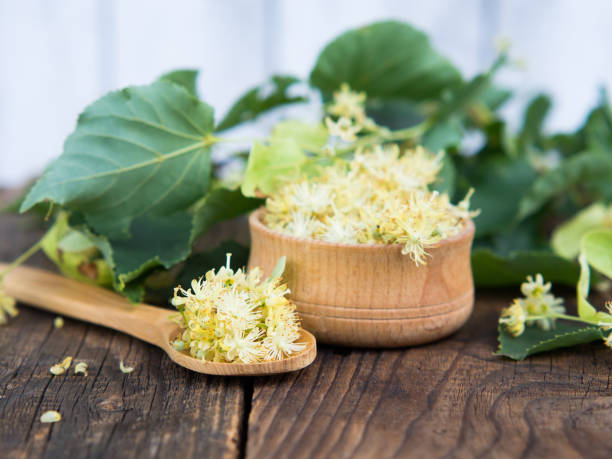 Fresh flowers of linden or linden cordate on a wooden table and in a wooden bowl Fresh flowers of linden or linden cordate on a wooden table and in a wooden bowl tilia cordata stock pictures, royalty-free photos & images