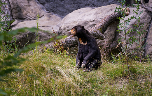 A Malayan Sun Bear sitting in on a ground in its natural habitat, found primarily in the tropical rainforests of Southeast Asia.