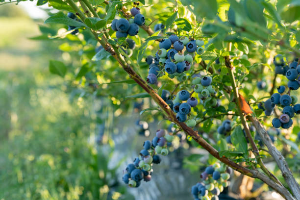 Ripe blueberries (bilberry) on a blueberry bush stock photo