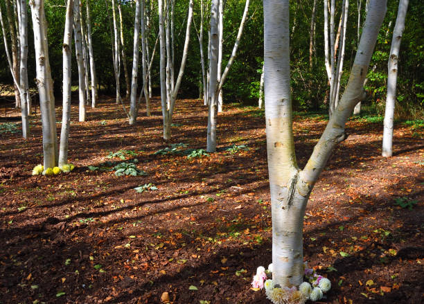 Cherry Blossom and  White birch in Hokkaido, Japan.