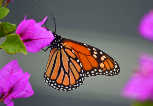 motyl monarch na różowej roślinie bougainvillea - butterfly flying tropical climate close to zdjęcia i obrazy z banku zdjęć