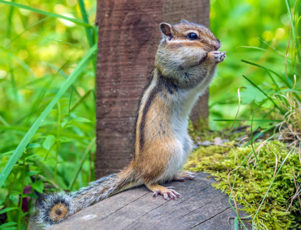 istock Chipmunk standing on its hind legs. Full length, close-up. 1412033810