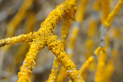 Lichen growing on tree branch on close-up