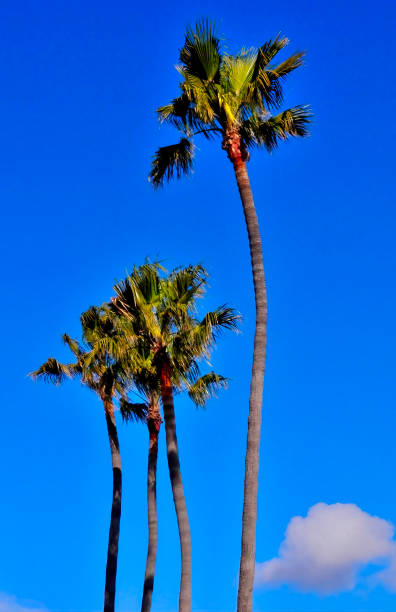 istock Palm trees against a deep blue sky in Newport Beach 1412034322
