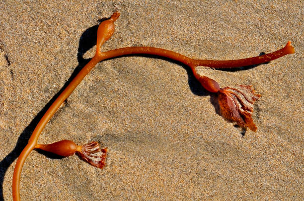 istock Sunlit strand of kelp on the beach 1412034394