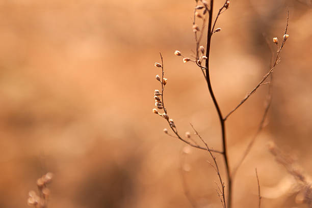 istock dry weed in sunshine 141203464