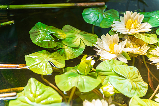 American bullfrog (Lithobates catesbeianus) and water lilies in a Connecticut garden pond, summer