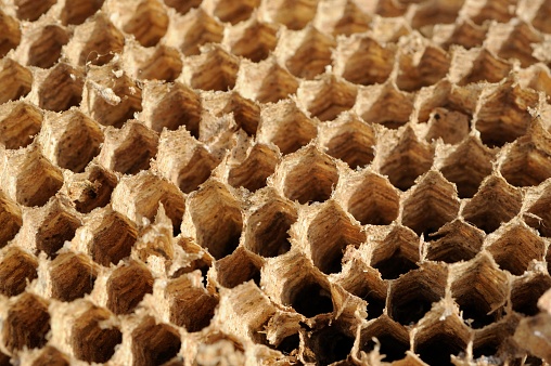 Empty hornet nest cells macro as background