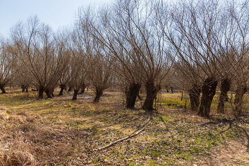 Weeping willow (Salix babylonica)