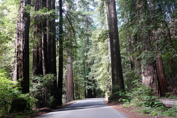 istock Narrow road passing through the redwood forest 1412039285