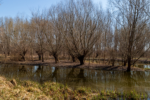Spring landscape with water. Willows grow around the water.