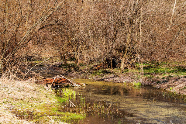 River in forest. Spring. Protection of nature.